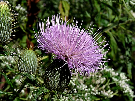 {Cirsium discolor}